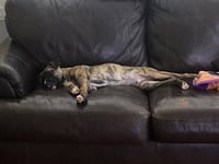 Jasper - Photo 4