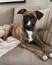 Jasper - Photo 1