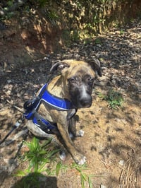 Jasper - Photo 3