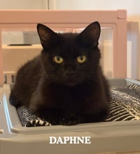 Daphne - Photo 1