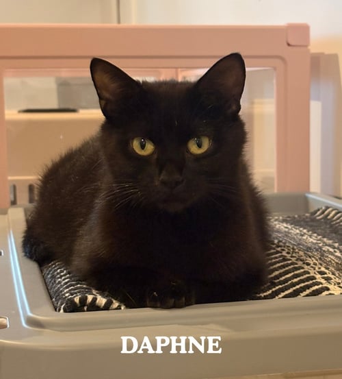 DAPHNE - Domestic Short Hair available for adoption