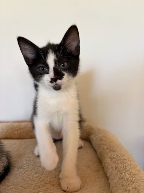 JETHRO - Domestic Short Hair available for adoption