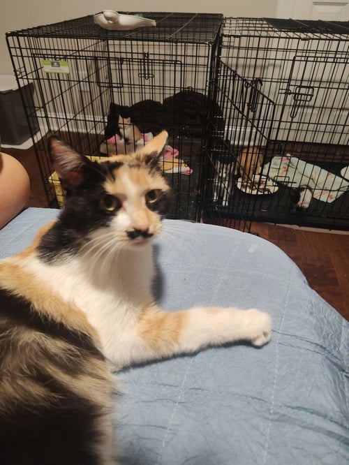 LUCY GREY - Domestic Short Hair available for adoption