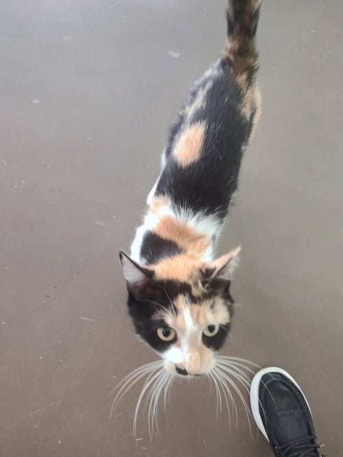 LUCY GREY - Domestic Short Hair available for adoption