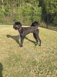 Milo - Photo 1