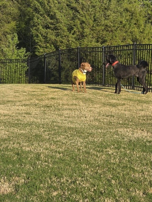 MILO - Poodle (Standard) / Great Dane available for adoption