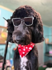 Milo - Photo 3