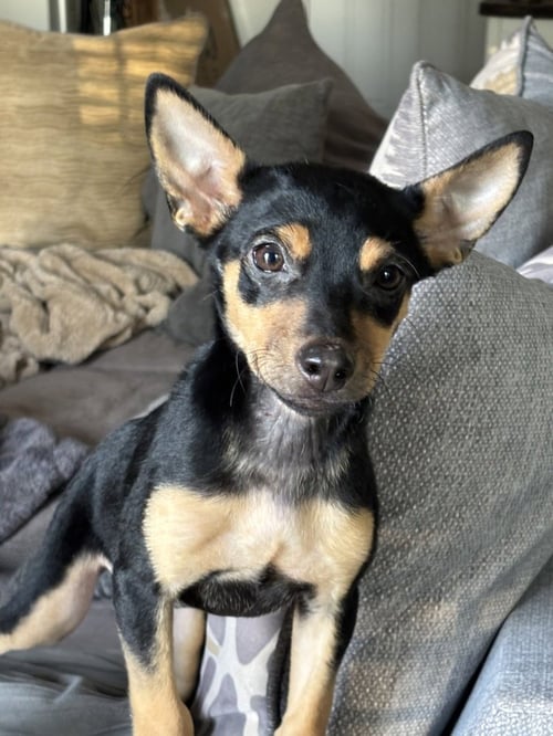 CHICKEN NUGGET - Miniature Pinscher available for adoption