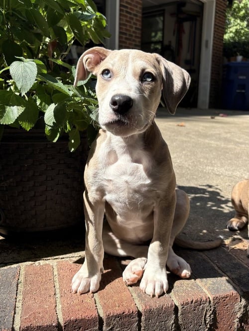 DAISY