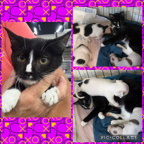 ZIG - Domestic Short Hair available for adoption