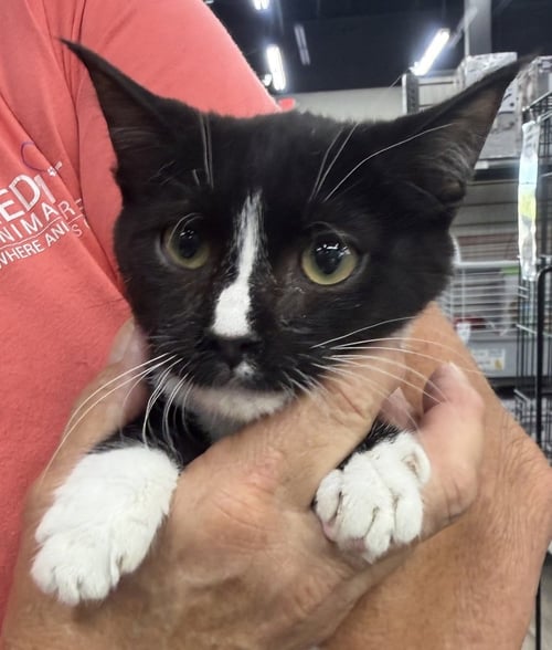 ZIG - Domestic Short Hair available for adoption