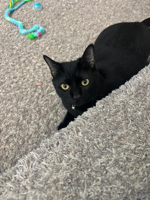 SYLVESTOR - Domestic Short Hair available for adoption