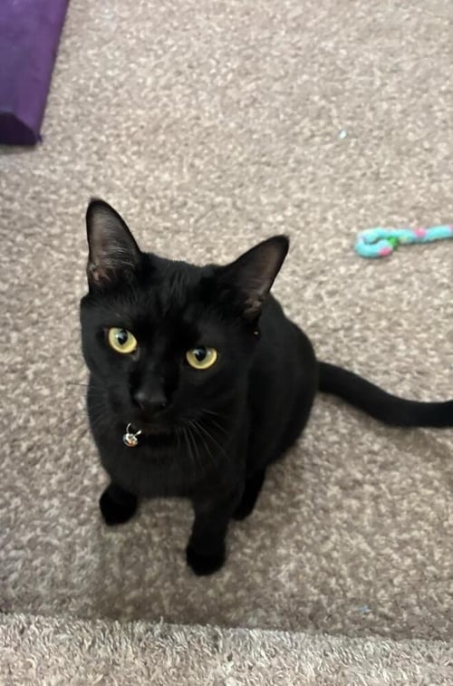 SYLVESTOR - Domestic Short Hair available for adoption