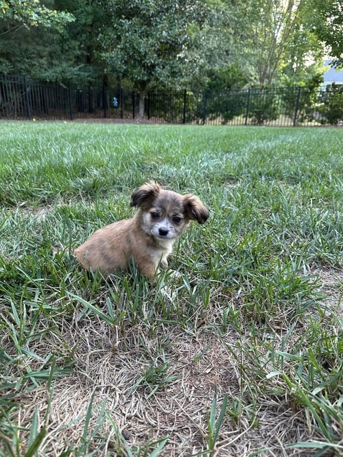 MILLY - Terrier available for adoption
