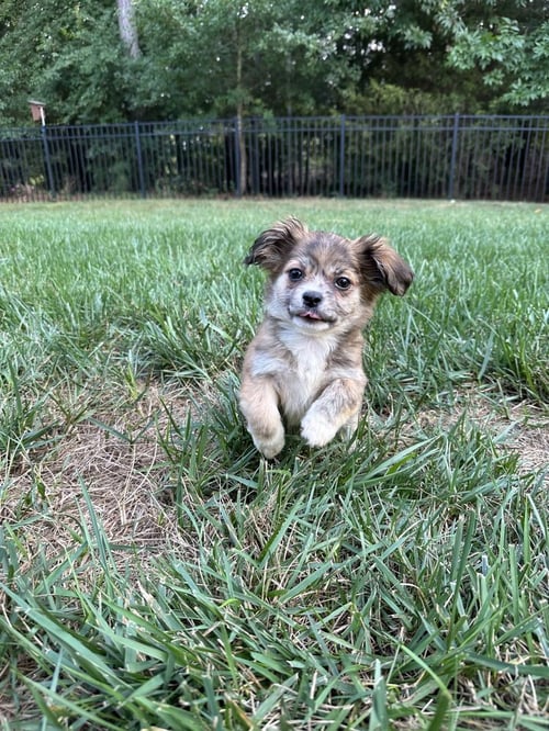MILLY - Terrier available for adoption