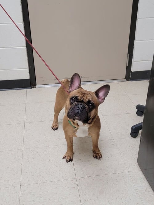MAVERICK - French Bulldog available for adoption