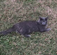 Lola - Photo 2