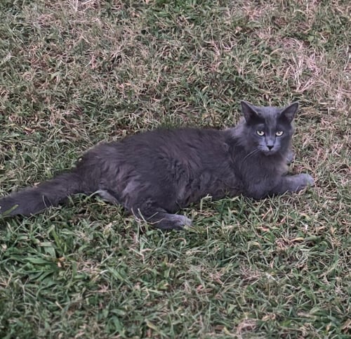 LOLA - Domestic Long Hair available for adoption