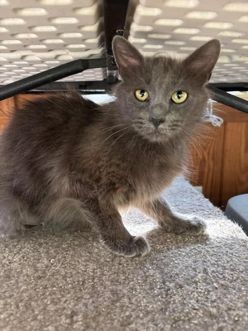 LOLA - Domestic Long Hair available for adoption