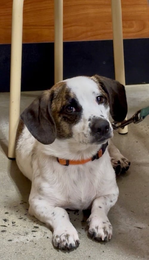 SPOT - Beagle available for adoption