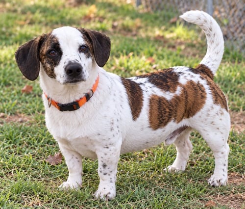 SPOT - Beagle available for adoption