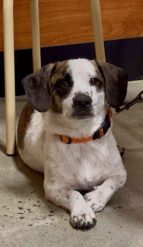 SPOT - Beagle available for adoption