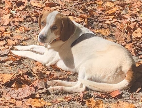 COOPER - Beagle available for adoption