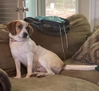 Cooper - Photo 3
