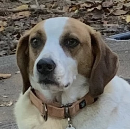 COOPER - Beagle available for adoption