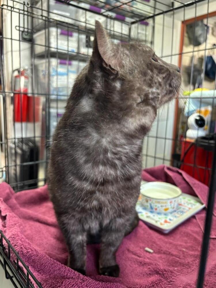 BLADE - Domestic Short Hair available for adoption