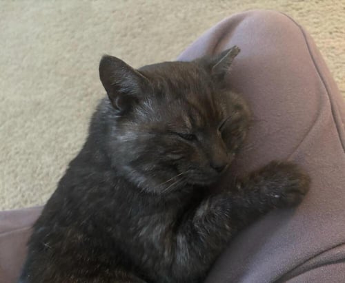 BLADE - Domestic Short Hair available for adoption