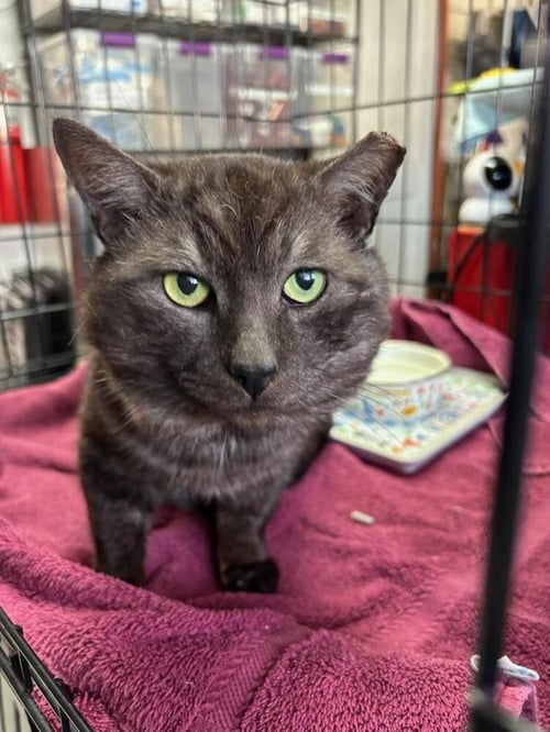 BLADE - Domestic Short Hair available for adoption