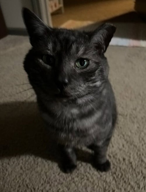 BLADE - Domestic Short Hair available for adoption