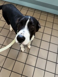 Brody - Photo 4