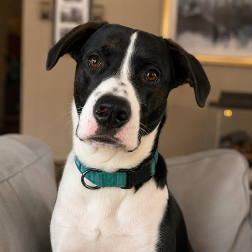 BRODY - Terrier available for adoption
