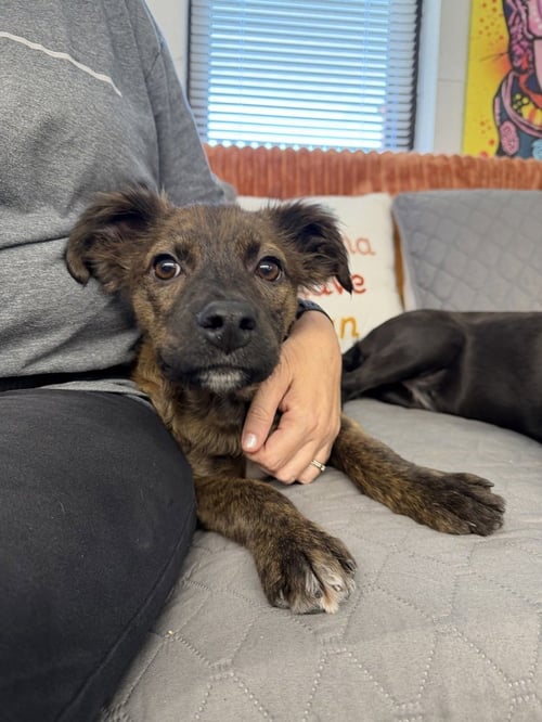 BIRDY - Terrier available for adoption