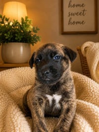Willow - Photo 1