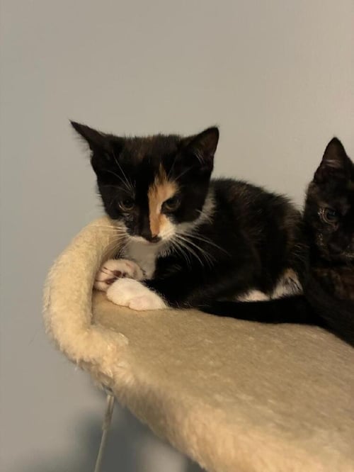 NOVA - Domestic Short Hair available for adoption