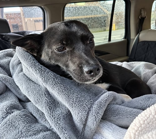 CUTIE PIE - Feist / Chihuahua available for adoption