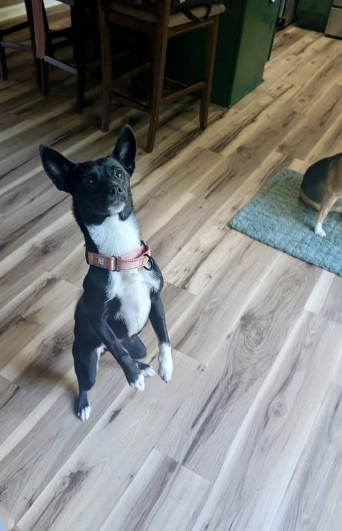 CUTIE PIE - Feist / Chihuahua available for adoption