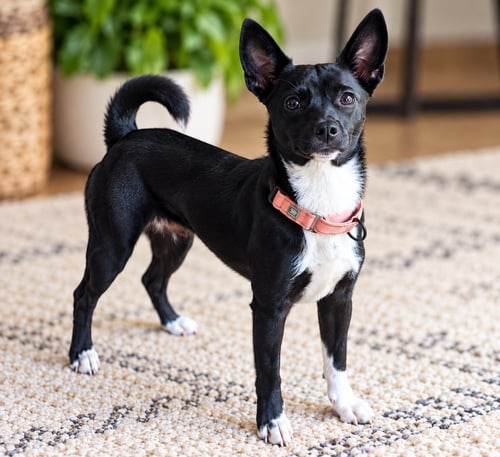 CUTIE PIE - Feist / Chihuahua available for adoption