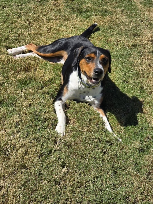 HENRY - Beagle available for adoption