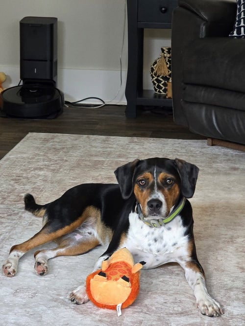 HENRY - Beagle available for adoption