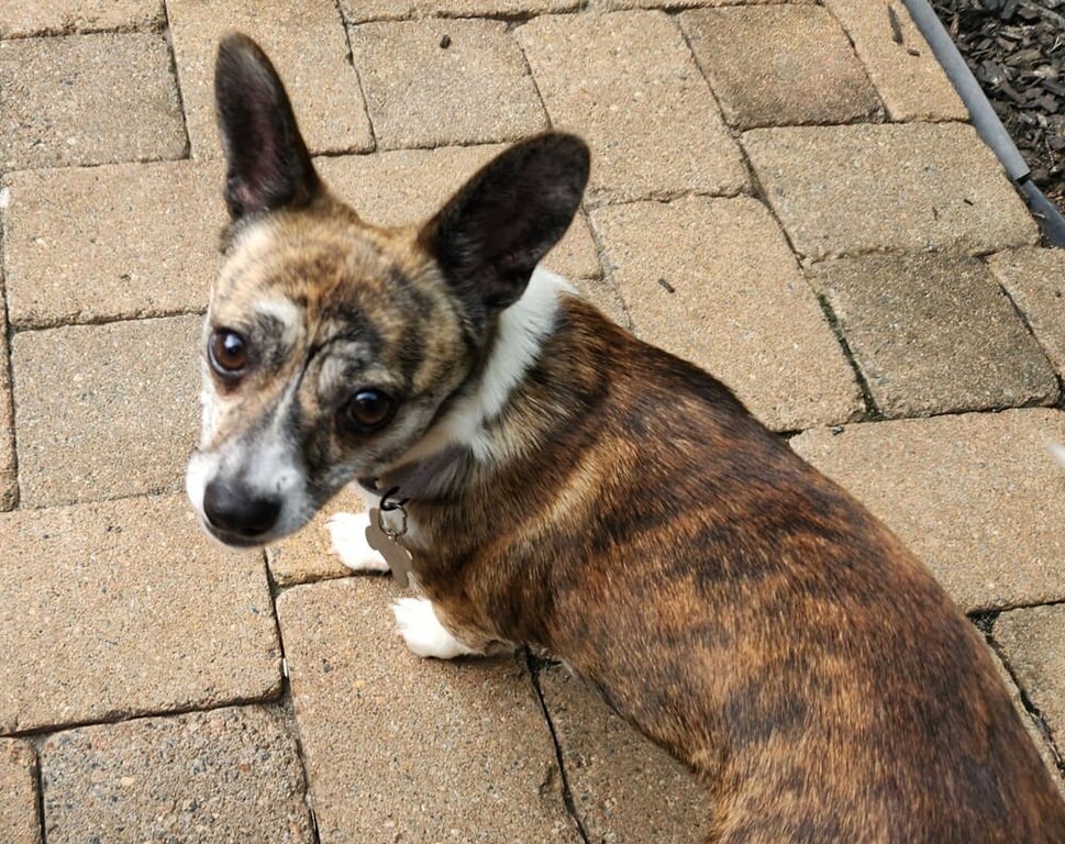 Reba Image