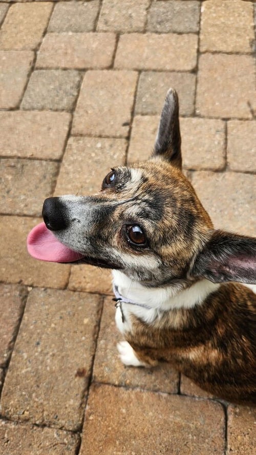 REBA - Terrier available for adoption