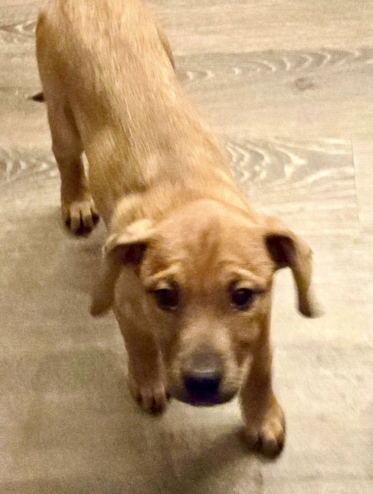 ELLIE - Redbone Coonhound / Hound available for adoption