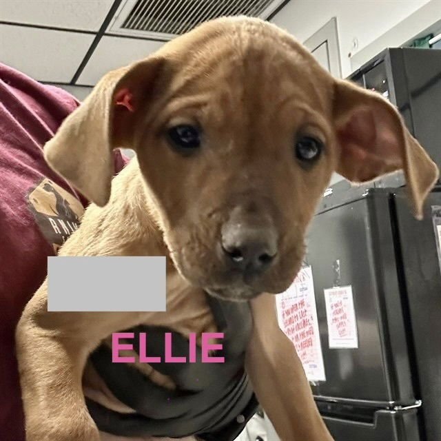 ELLIE - Redbone Coonhound / Hound available for adoption