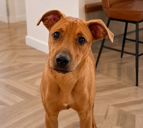 ELLIE