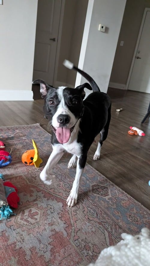 WINTER - Boxer / Terrier available for adoption