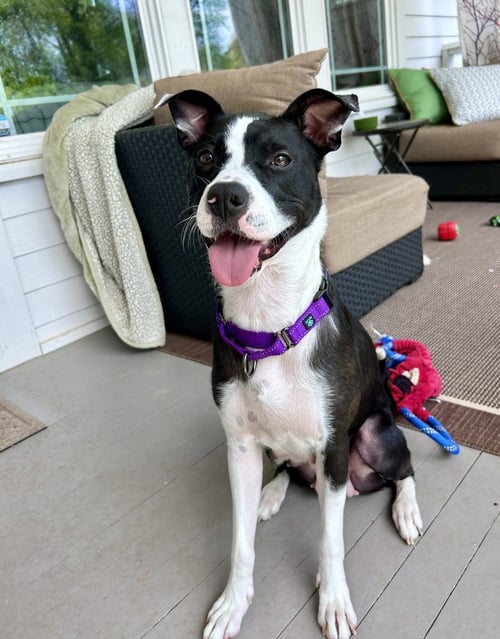 WINTER - Boxer / Terrier available for adoption